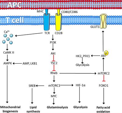 T Cell Metabolism in Infection